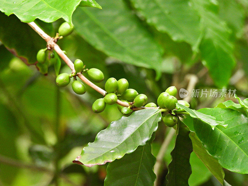 阿拉伯咖啡(Coffea arabica)又称山地咖啡和阿拉比卡咖啡。第一个被种植的咖啡品种。